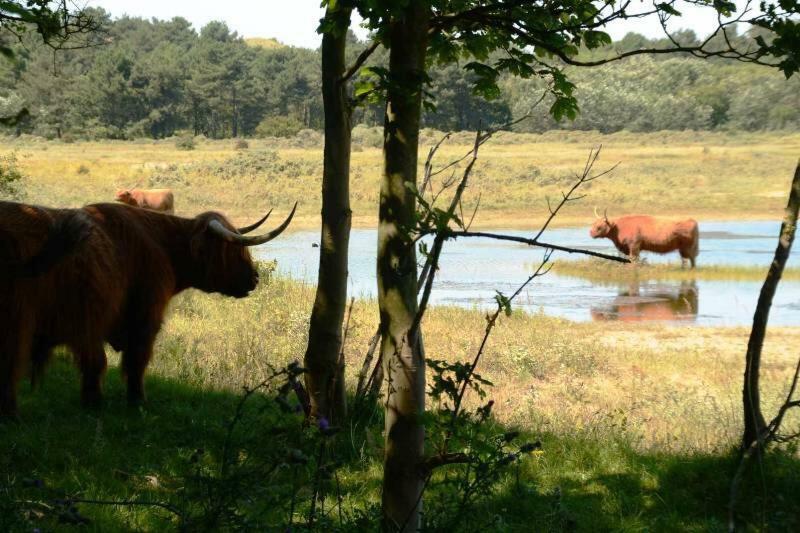 La Tulipe Lägenhet Egmond aan den Hoef Exteriör bild